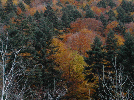 i colori dell''autunno